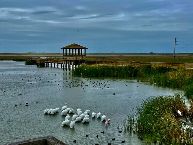 Marine Construction: Leonabelle Turnbull Boardwalk reconstruction post hurricane Harvey.